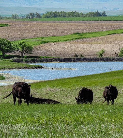 Cattle on Kansas land for sale