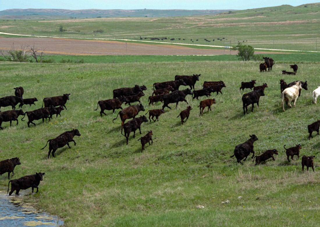 Kansas cattle land for sale