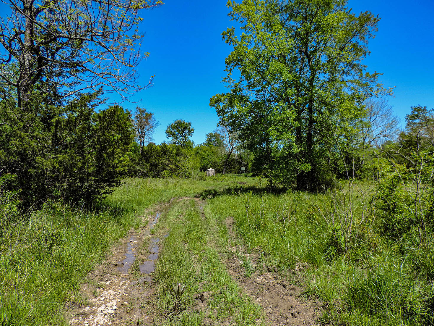 Green grass and road on Oklahoma land for sale.