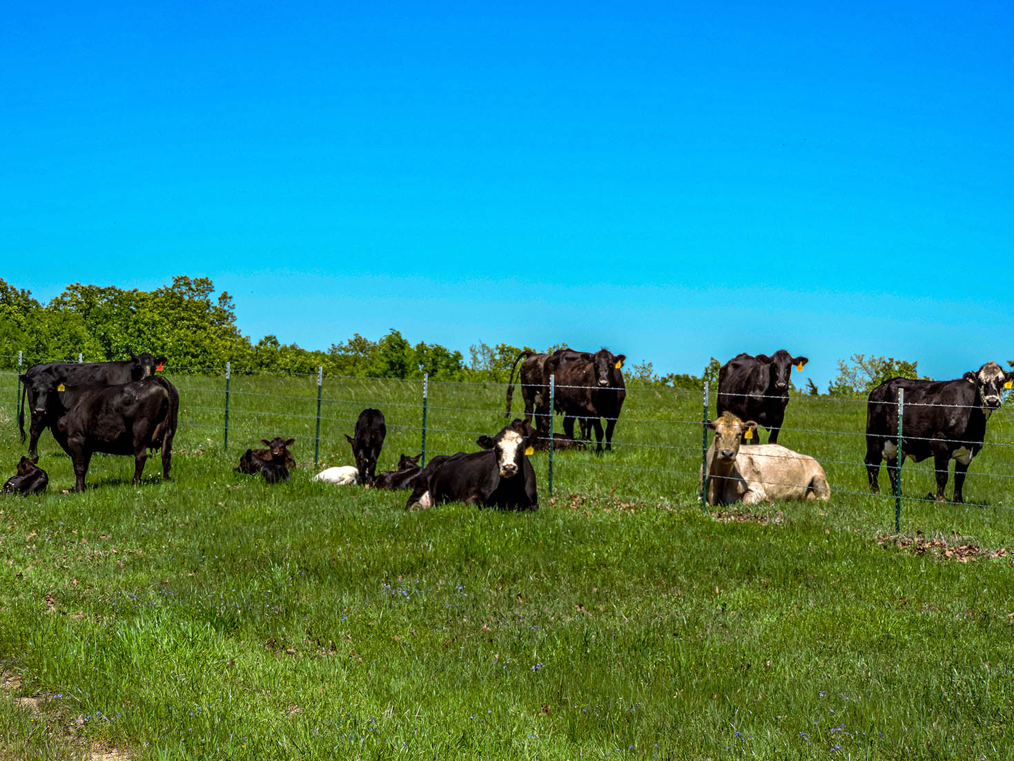 Cows on Oklahoma ranch for sale.