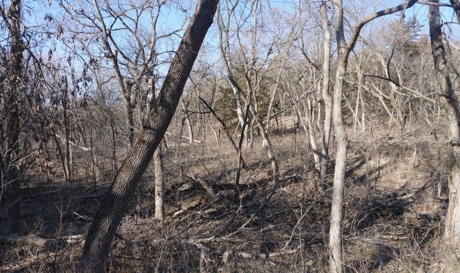 Wooded area of this Kansas land for sale