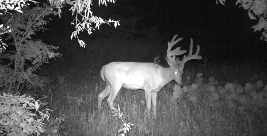 Hunting deer on Kansas ranch for sale