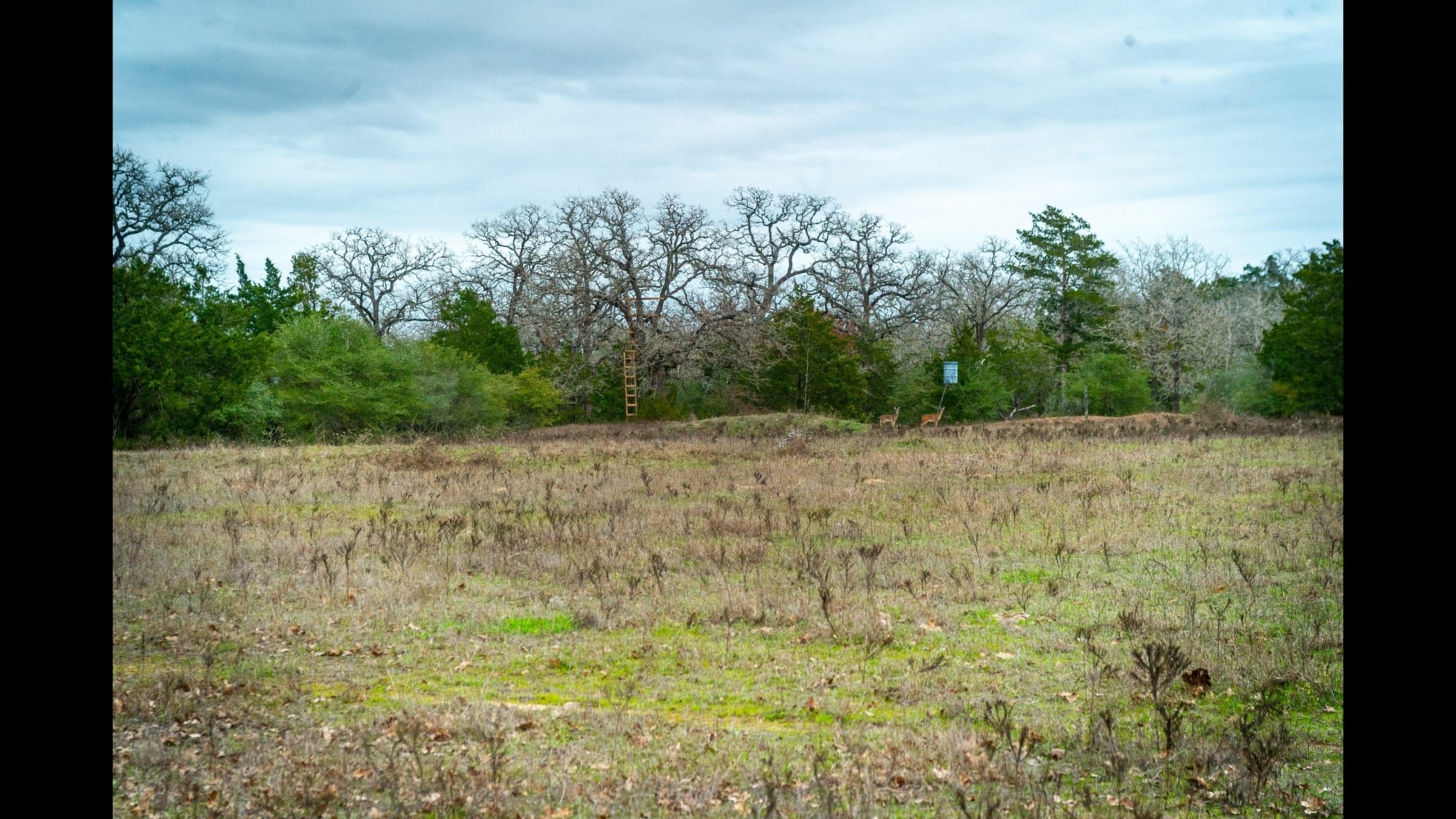 Great hunting from a tree stand on this Texas land for sale.